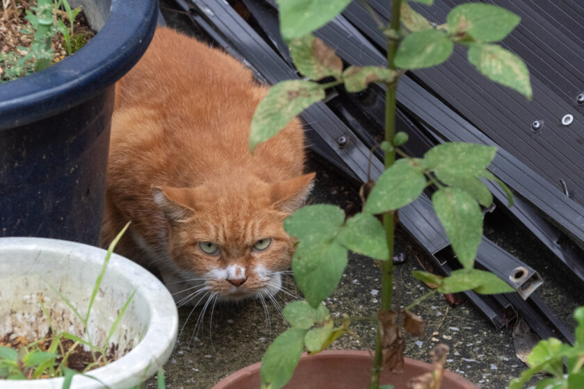 日野市の猫