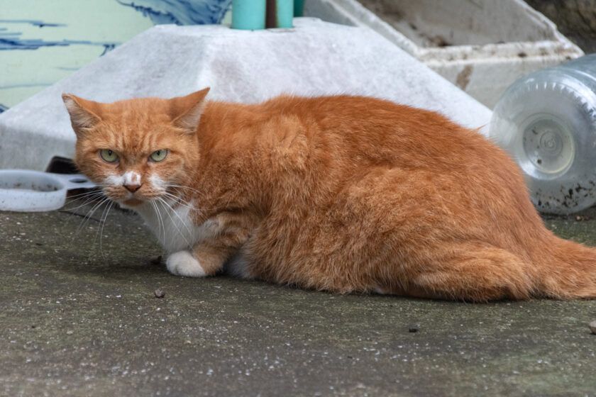 日野市の猫