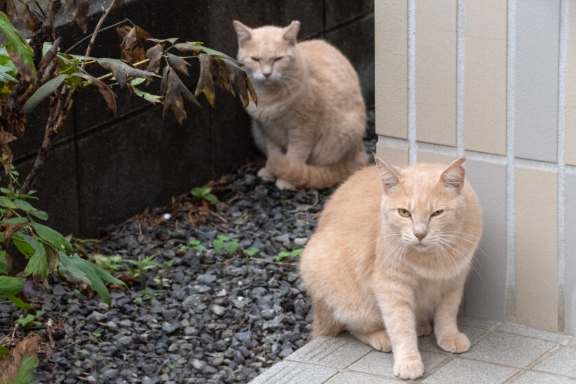 日野市の猫