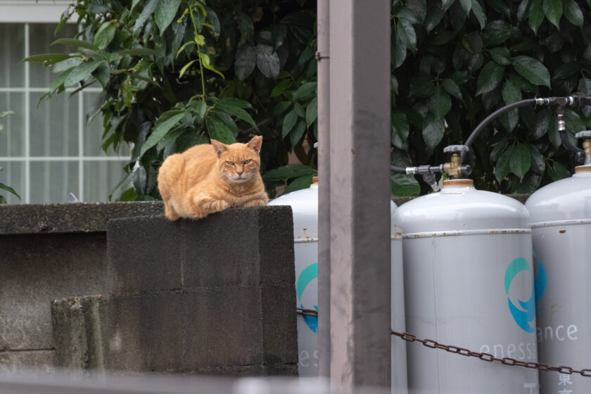 日野市の猫