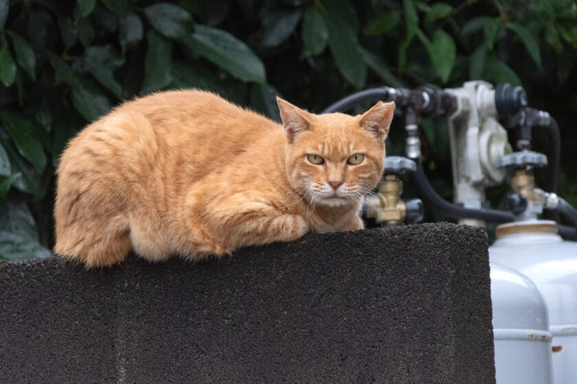 日野市の猫