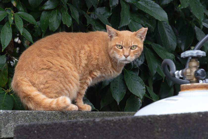 日野市の猫