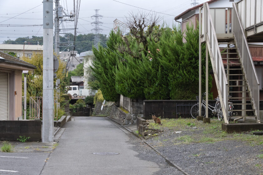 日野市の猫