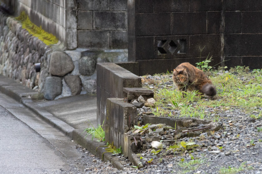 日野市の猫