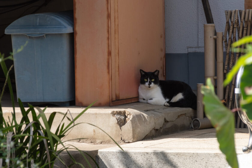 川崎市の猫