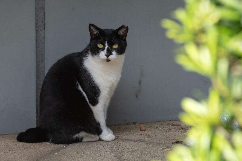 川崎市の猫