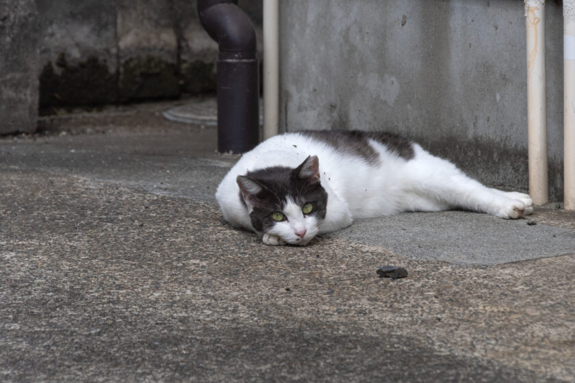 川崎市の猫