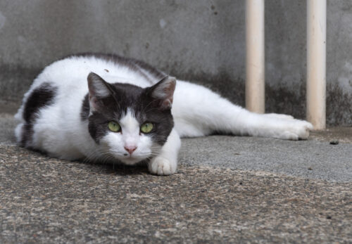 川崎市の猫