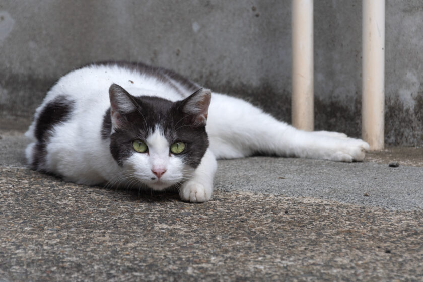 川崎市の猫