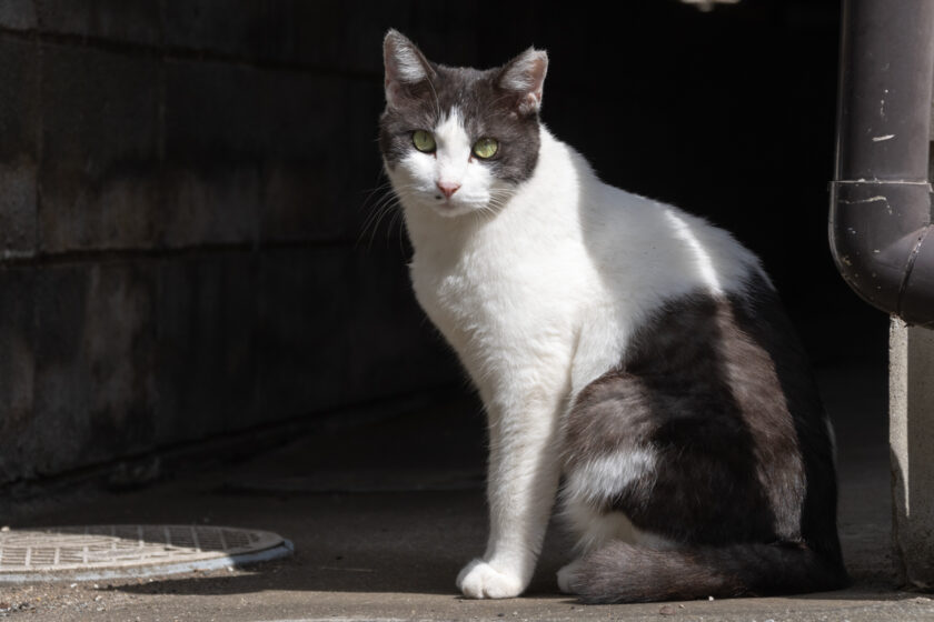 川崎市の猫