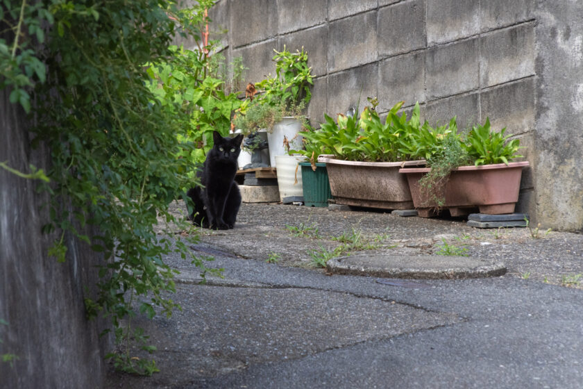 川崎市の猫