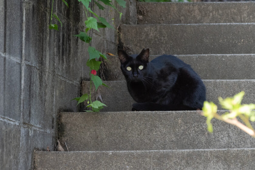 川崎市の猫