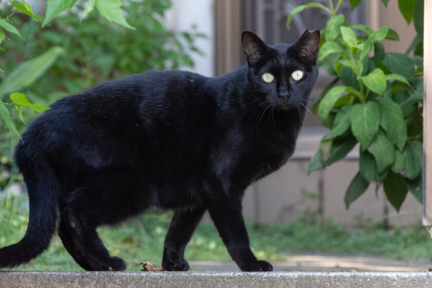 川崎市の猫