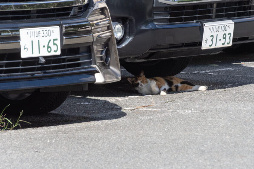 川崎市の猫