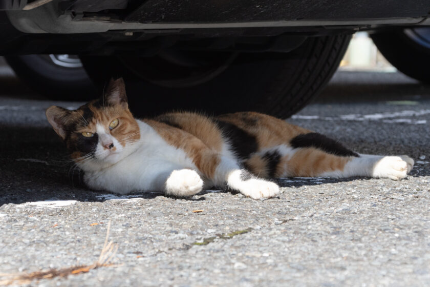 川崎市の猫