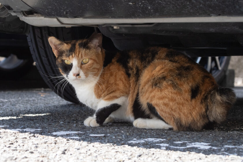 川崎市の猫