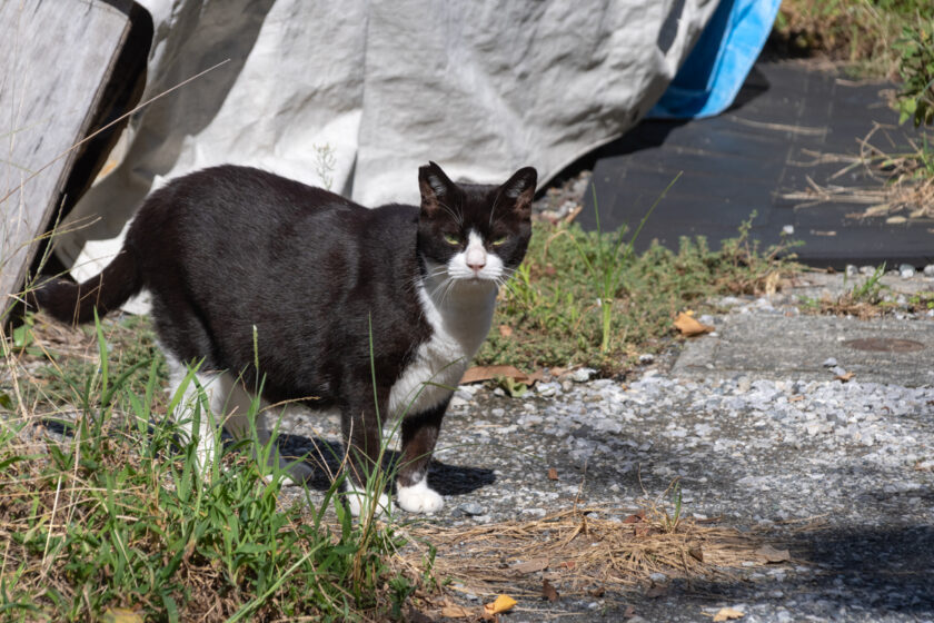 川崎市の猫