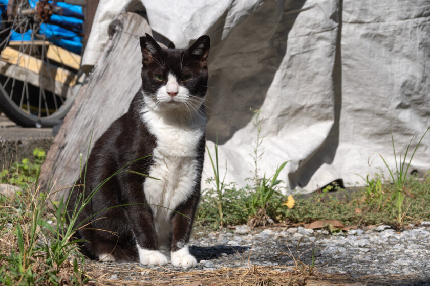 川崎市の猫