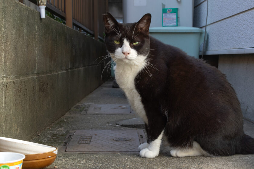 川崎市の猫