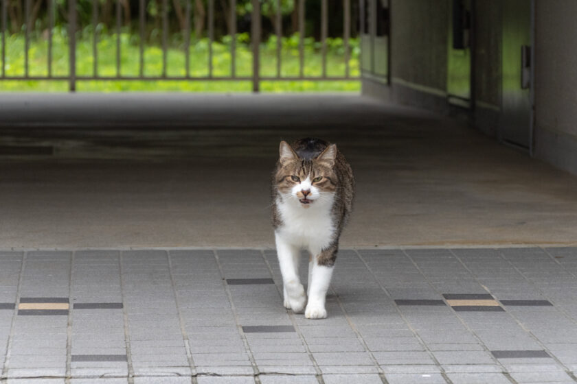 八王子市の猫