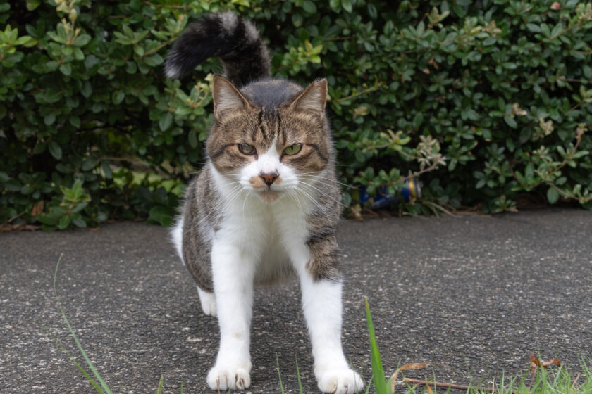 八王子市の猫