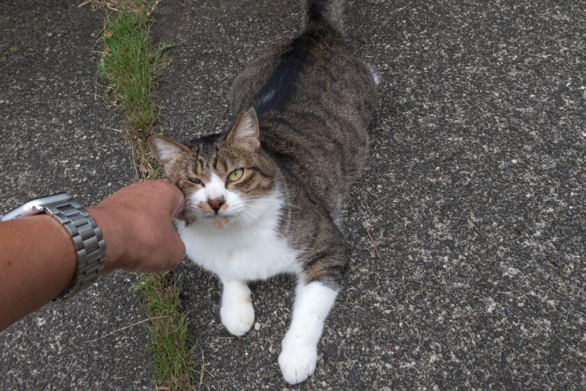 八王子市の猫