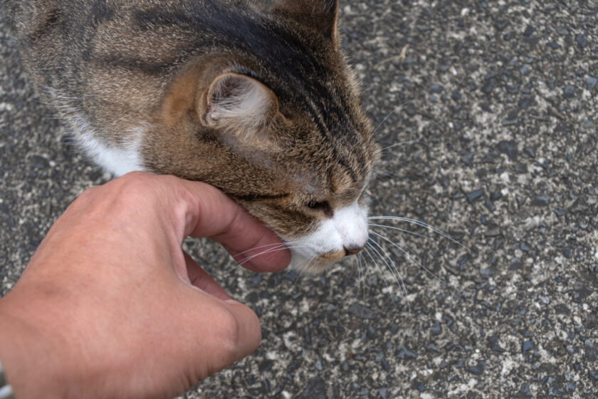 八王子市の猫