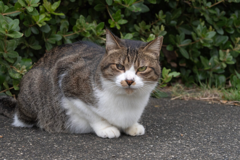 八王子市の猫