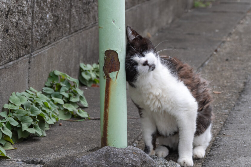 相模原市の猫