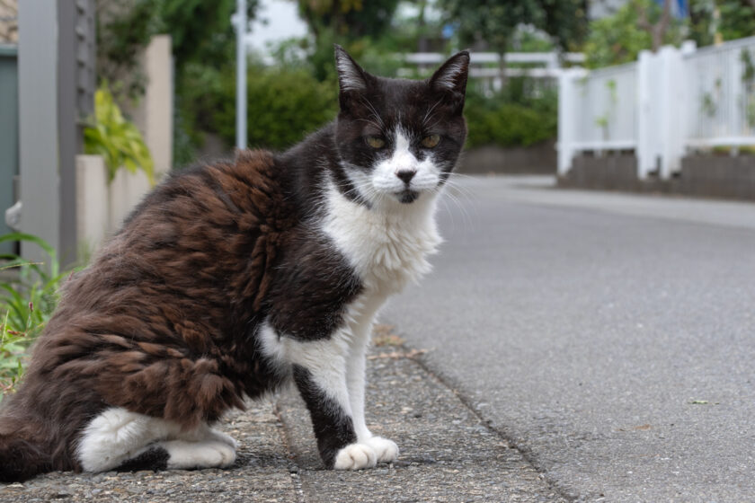 相模原市の猫