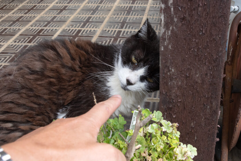 相模原市の猫