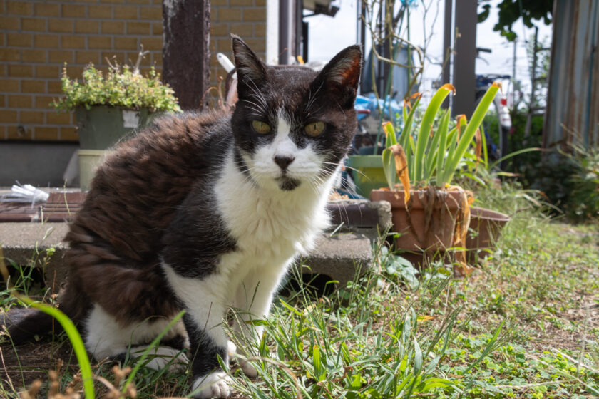 相模原市の猫