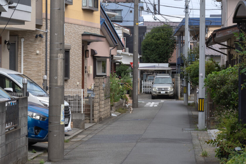 相模原市の猫