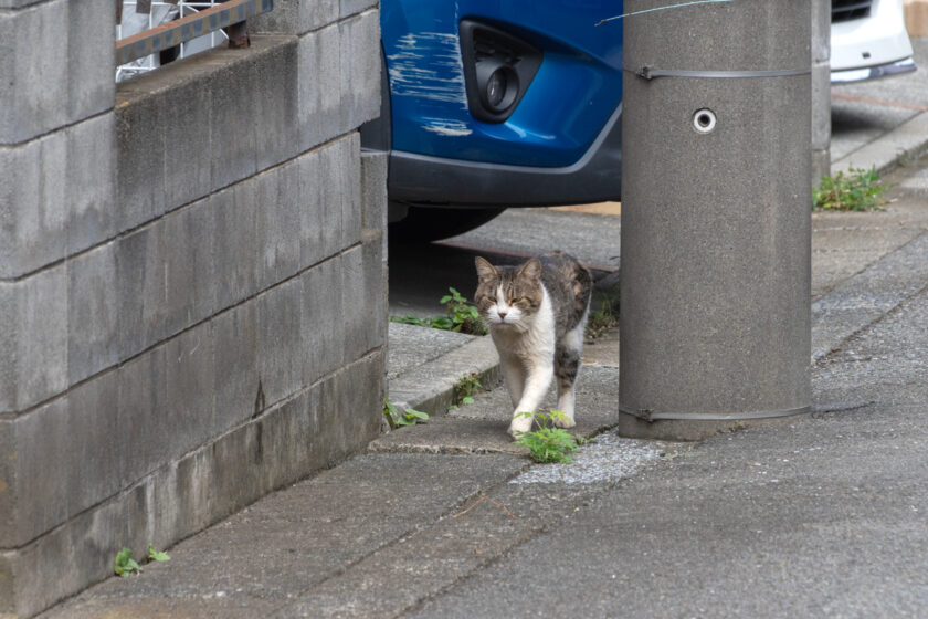 相模原市の猫