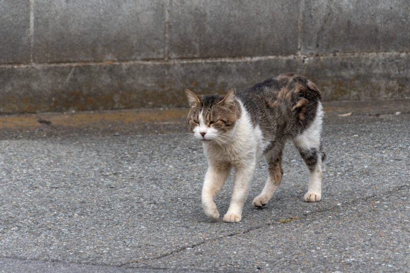 相模原市の猫