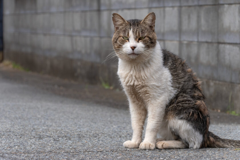 相模原市の猫