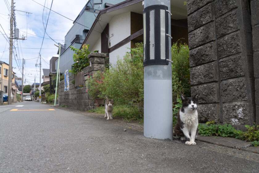 相模原市の猫