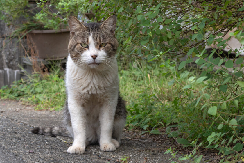 相模原市の猫