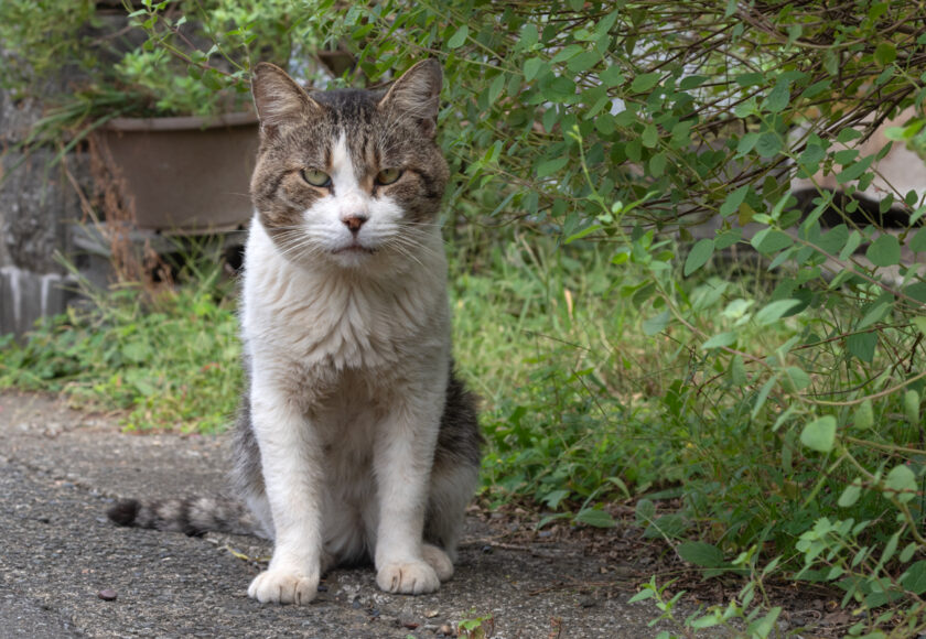 相模原市の猫