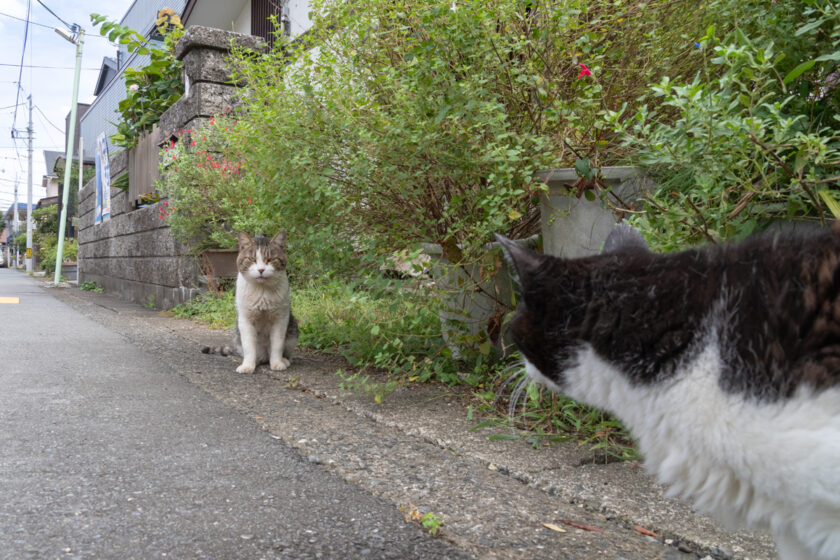 相模原市の猫