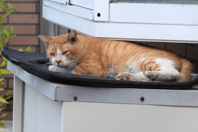 相模原市の猫