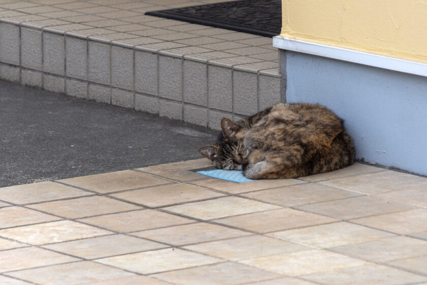 相模原市の猫