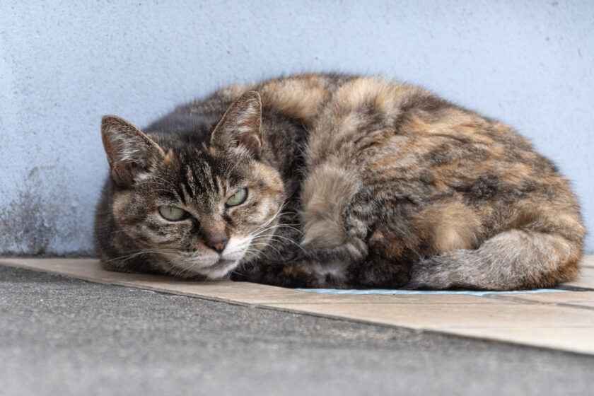 相模原市の猫