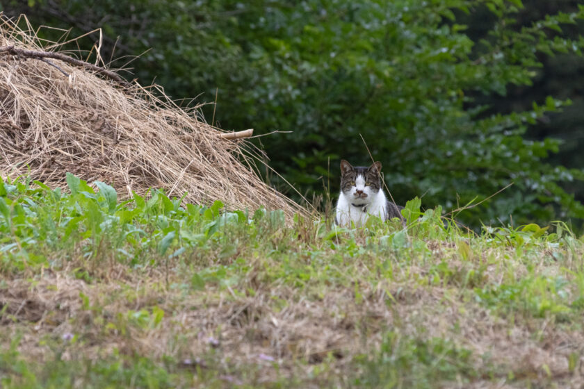 一関市の猫