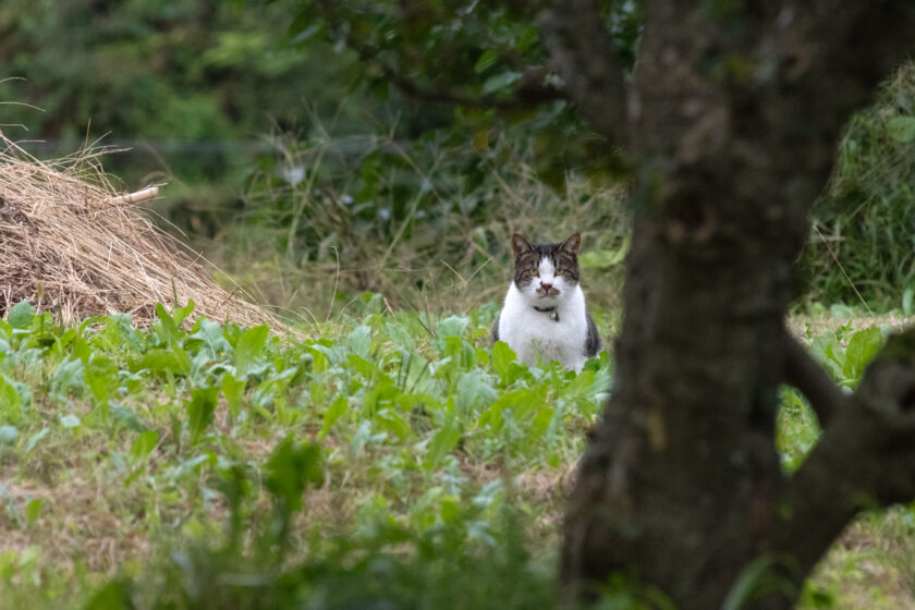 一関市の猫