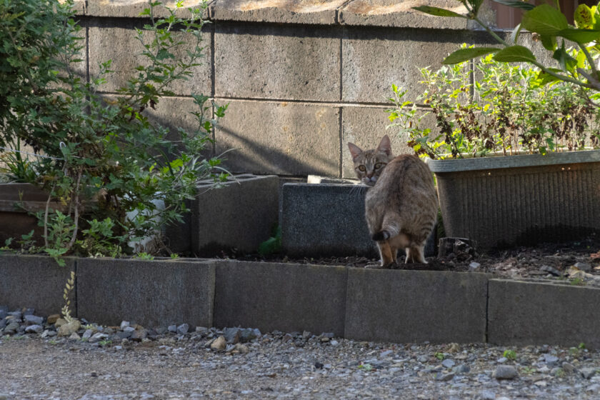 大船渡市の猫