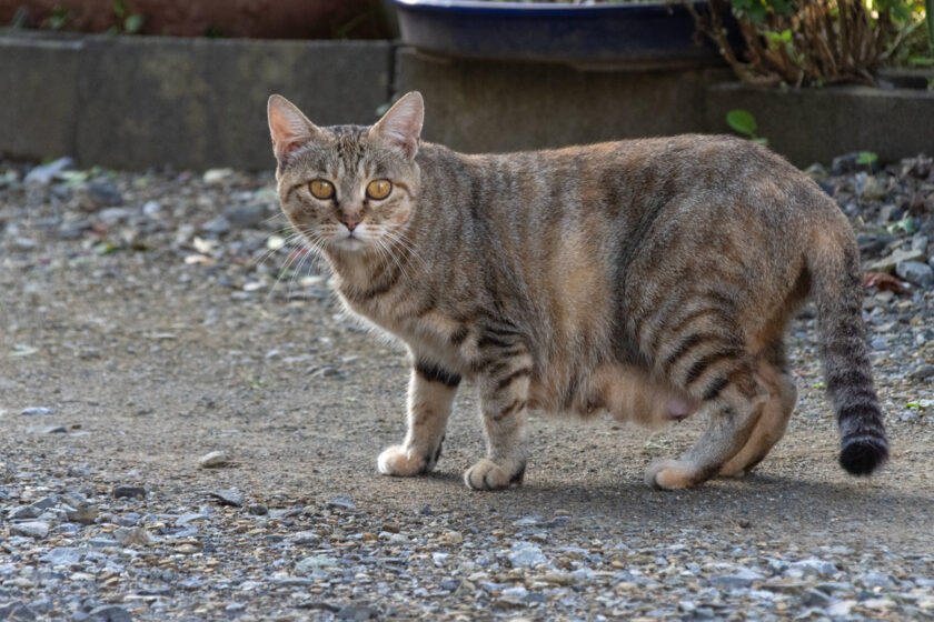 大船渡市の猫