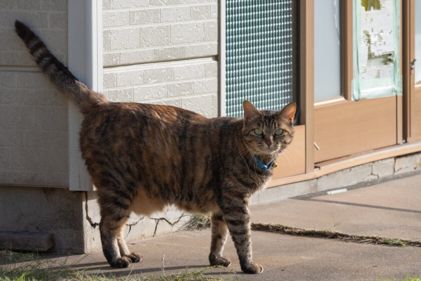 大船渡市の猫