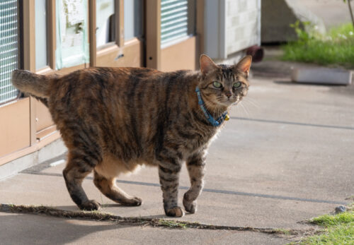 大船渡市の猫