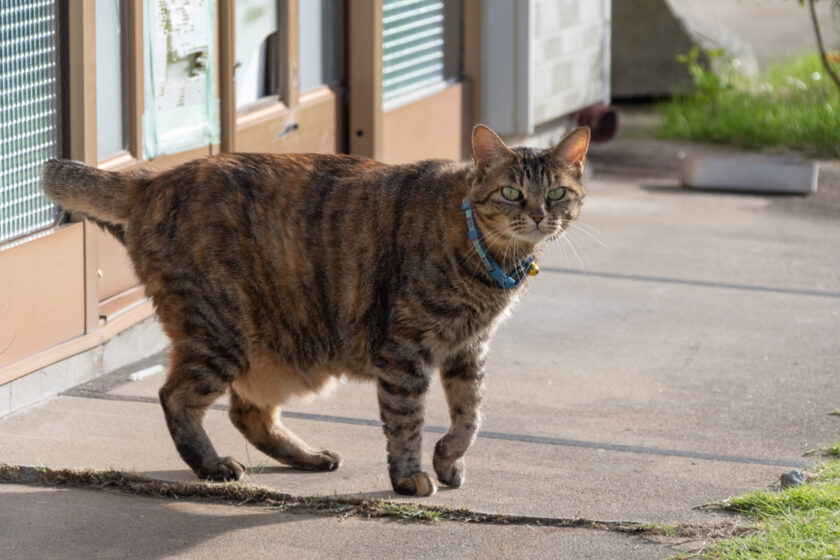 大船渡市の猫